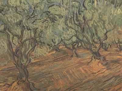  Olive Grove:Bright Blue Sky (nn04)